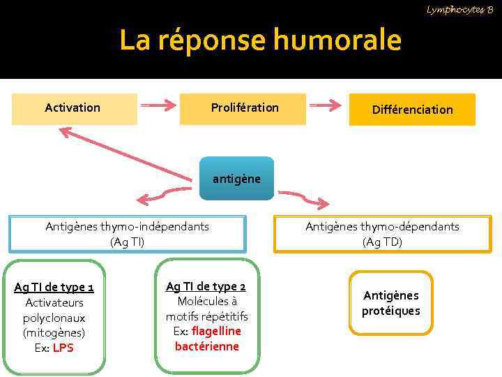 Lymphocytes B La réponse humorale Activation Prolifération Différenciation antigène Antigènes thymo-indépendants (Ag TI) Ag