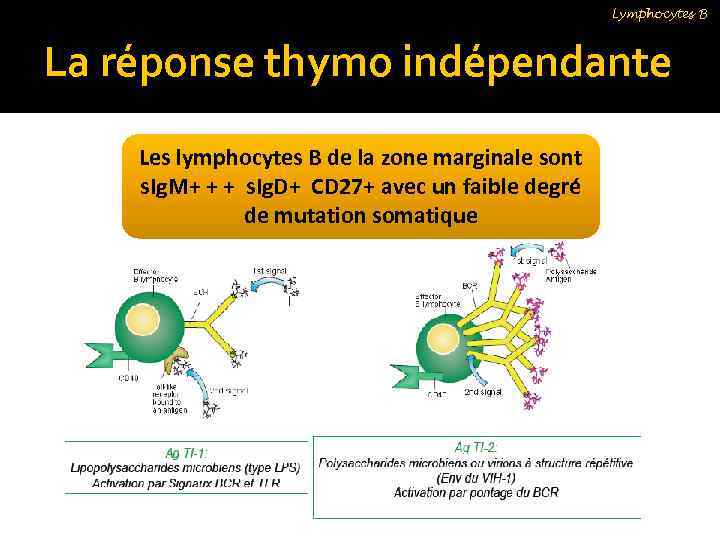 Lymphocytes B La réponse thymo indépendante Les lymphocytes B de la zone marginale sont