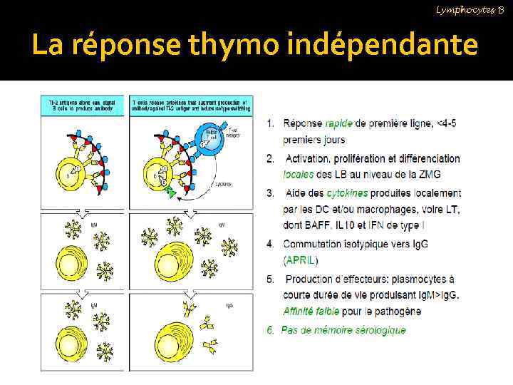 Lymphocytes B La réponse thymo indépendante 