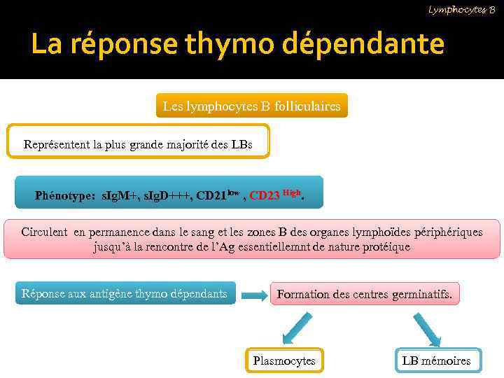 Lymphocytes B La réponse thymo dépendante Les lymphocytes B folliculaires Représentent la plus grande