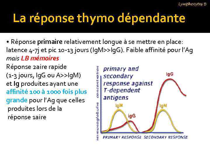 Lymphocytes B La réponse thymo dépendante • Réponse primaire relativement longue à se mettre