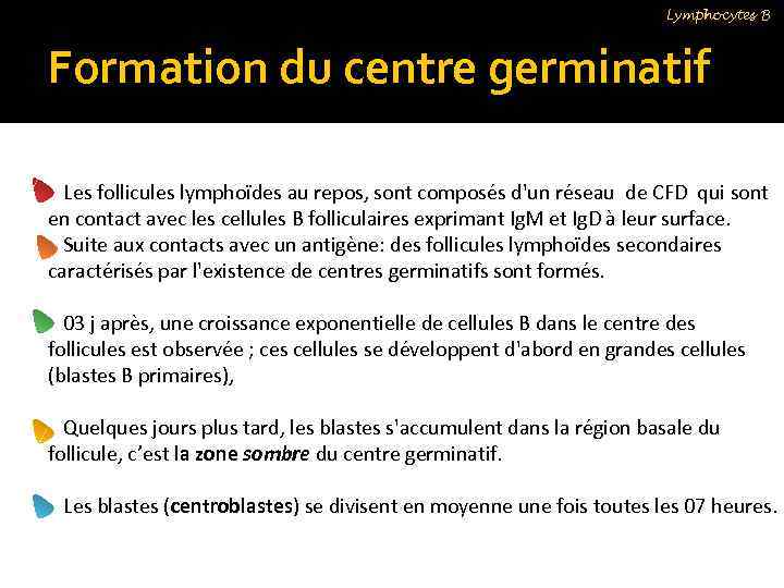 Lymphocytes B Formation du centre germinatif Les follicules lymphoïdes au repos, sont composés d'un