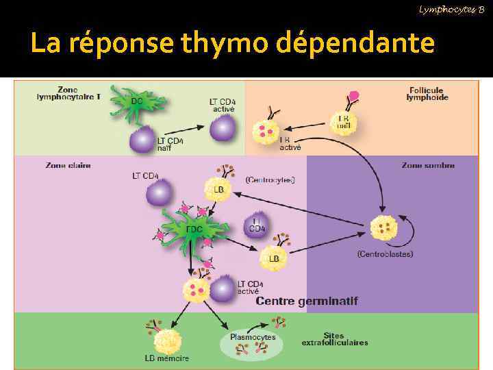 Lymphocytes B La réponse thymo dépendante 