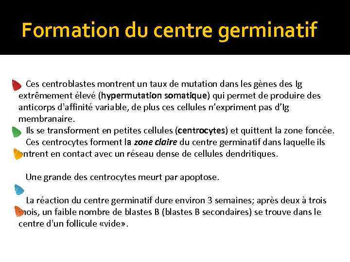 Formation du centre germinatif Ces centroblastes montrent un taux de mutation dans les gènes