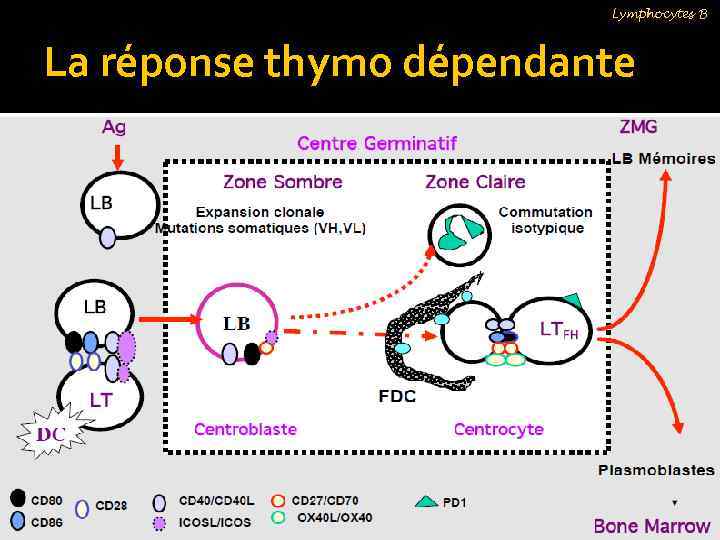 Lymphocytes B La réponse thymo dépendante 