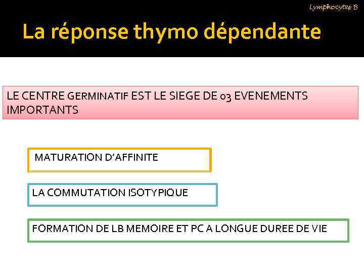 Lymphocytes B La réponse thymo dépendante LE CENTRE GERMINATIF EST LE SIEGE DE 03