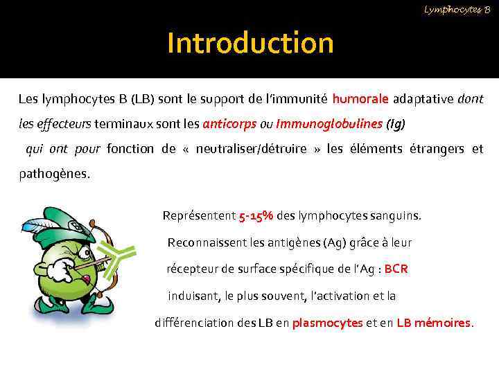 Lymphocytes B Introduction Les lymphocytes B (LB) sont le support de l’immunité humorale adaptative