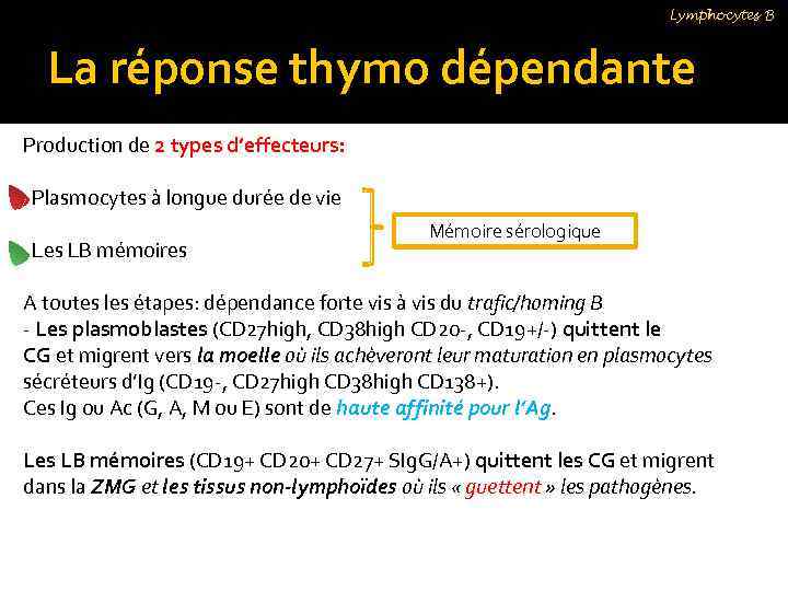 Lymphocytes B La réponse thymo dépendante Production de 2 types d’effecteurs: Plasmocytes à longue