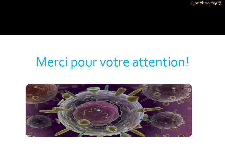 Lymphocytes B Merci pour votre attention! 