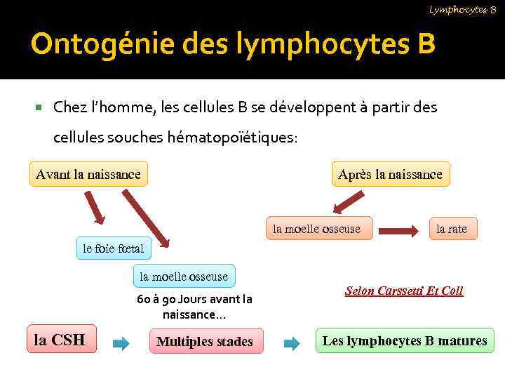 Lymphocytes B Ontogénie des lymphocytes B Chez l’homme, les cellules B se développent à