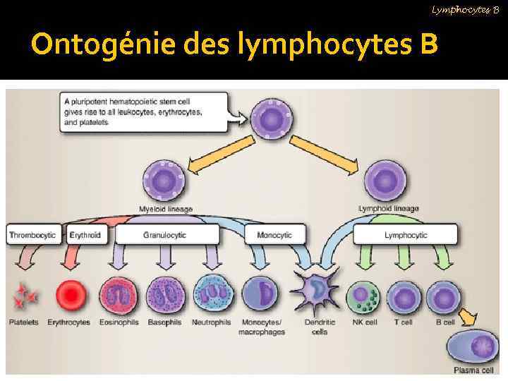 Lymphocytes B Ontogénie des lymphocytes B 