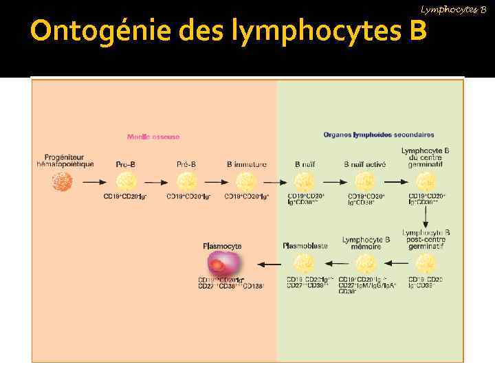 Lymphocytes B Ontogénie des lymphocytes B 