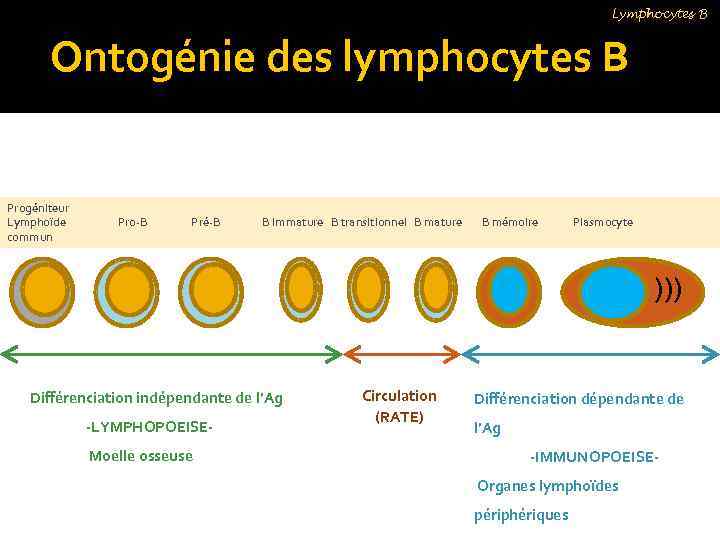 Lymphocytes B Ontogénie des lymphocytes B Progéniteur Lymphoïde commun Pro-B Pré-B B immature B