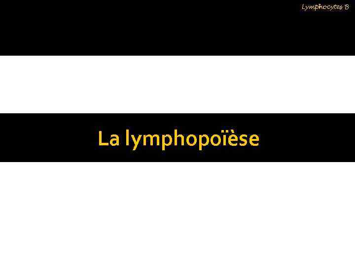 Lymphocytes B La lymphopoïèse 