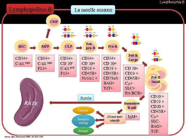 Lymphocytes B Lymphopoïèse B La moelle osseuse CMP HSC MPP CD 34+ C-kit high