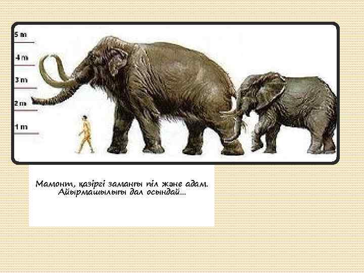 Мамонт, қазіргі заманғы піл және адам. Айырмашылығы дал осындай. . . 