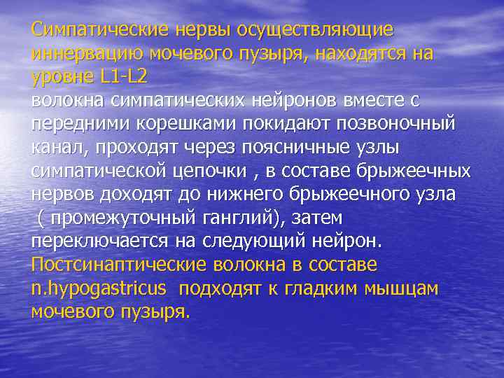 Симпатические нервы осуществляющие иннервацию мочевого пузыря, находятся на уровне L 1 -L 2 волокна