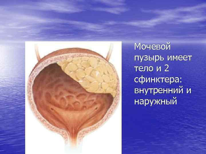 Мочевой пузырь имеет тело и 2 сфинктера: внутренний и наружный 