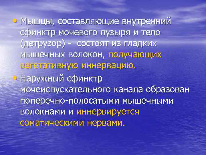 • Мышцы, составляющие внутренний сфинктр мочевого пузыря и тело (детрузор) - состоят из