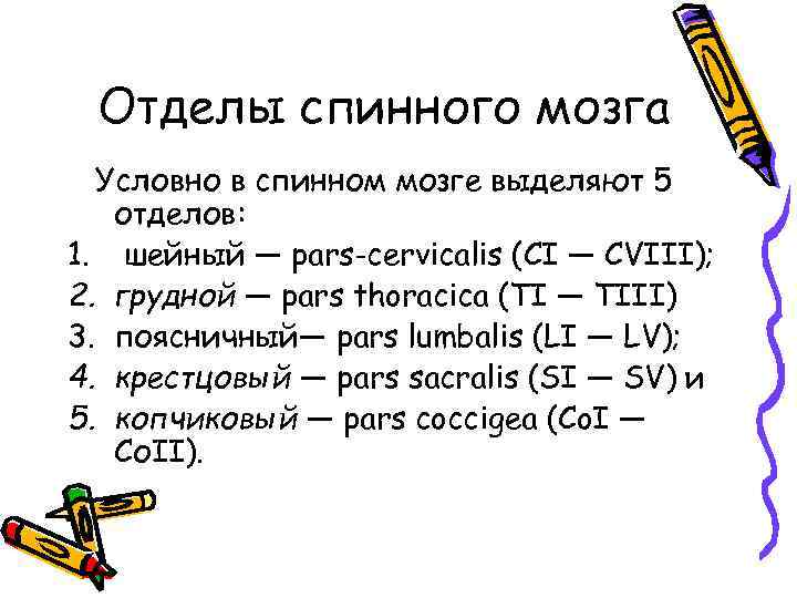 Отделы спинного мозга Условно в спинном мозге выделяют 5 отделов: 1. шейный — pars-cervicalis