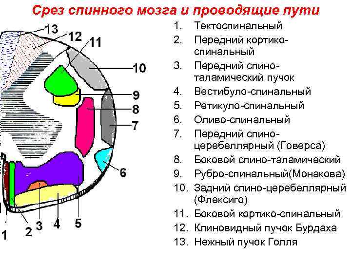 Срез спинного мозга и проводящие пути 1. 2. 3. 4. 5. 6. 7. 8.