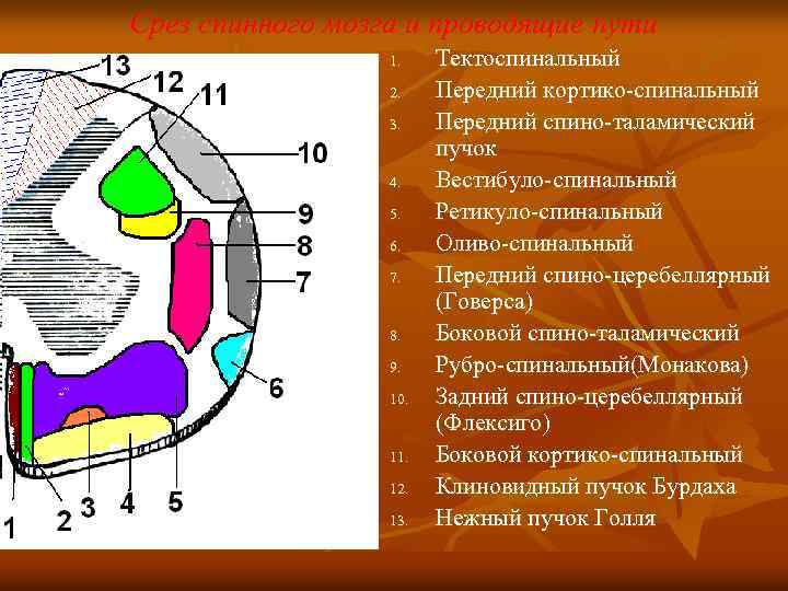 Срез спинного мозга и проводящие пути 1. 2. 3. 4. 5. 6. 7. 8.