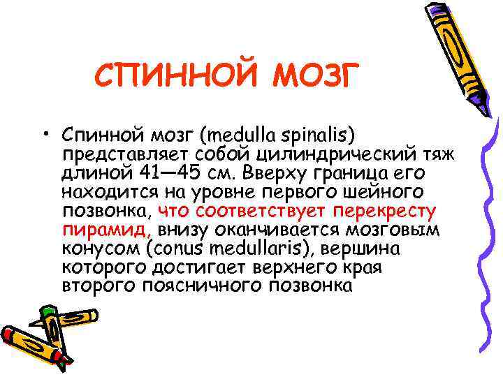 СПИННОЙ МОЗГ • Спинной мозг (medulla spinalis) представляет собой цилиндрический тяж длиной 41— 45