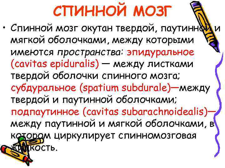 СПИННОЙ МОЗГ • Спинной мозг окутан твердой, паутинной и мягкой оболочками, между которыми имеются