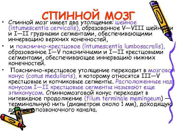  • СПИННОЙ МОЗГ Спинной мозг имеет два утолщения: шейное (intumescentia cervicalis), образованное V—VIII