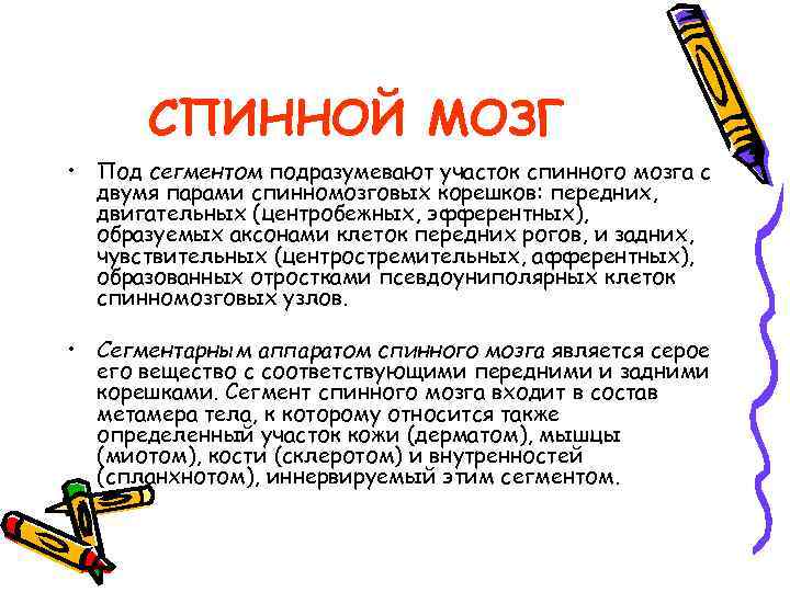 СПИННОЙ МОЗГ • Под сегментом подразумевают участок спинного мозга с двумя парами спинномозговых корешков:
