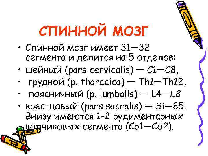 СПИННОЙ МОЗГ • Спинной мозг имеет 31— 32 сегмента и делится на 5 отделов: