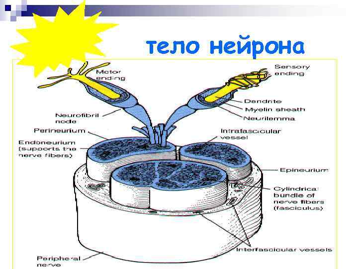 тело нейрона 