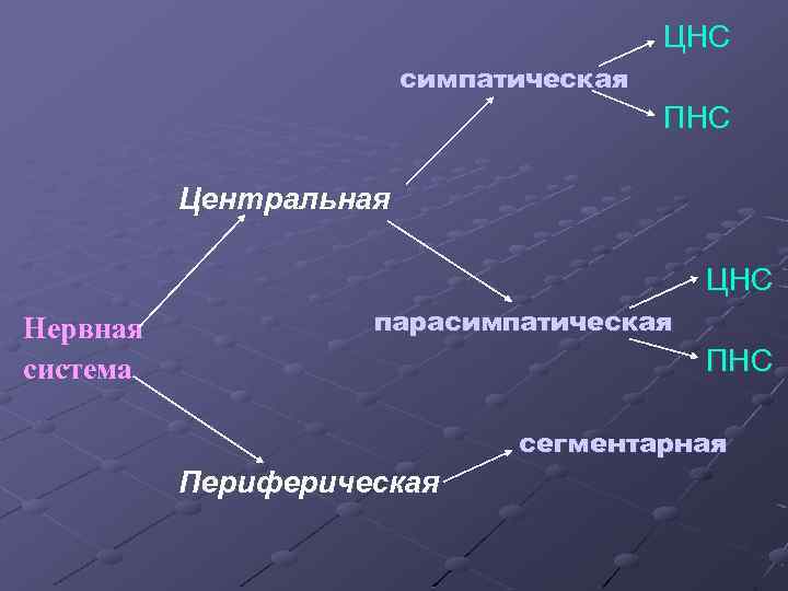 ЦНС симпатическая ПНС Центральная ЦНС Нервная система парасимпатическая ПНС сегментарная Периферическая 