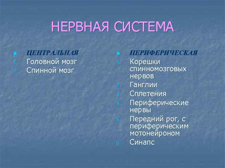 НЕРВНАЯ СИСТЕМА n 1. 2. ЦЕНТРАЛЬНАЯ Головной мозг Спинной мозг n 1. 2. 3.