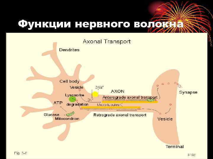 Функции нервного волокна 