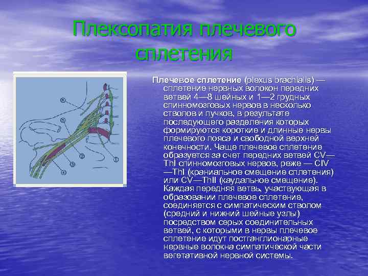 Плексопатия плечевого сплетения Плечевое сплетение (plexus brachialis) — сплетение нервных волокон передних ветвей 4—