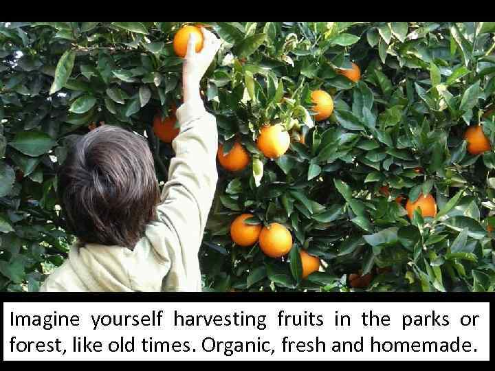 Imagine yourself harvesting fruits in the parks or forest, like old times. Organic, fresh