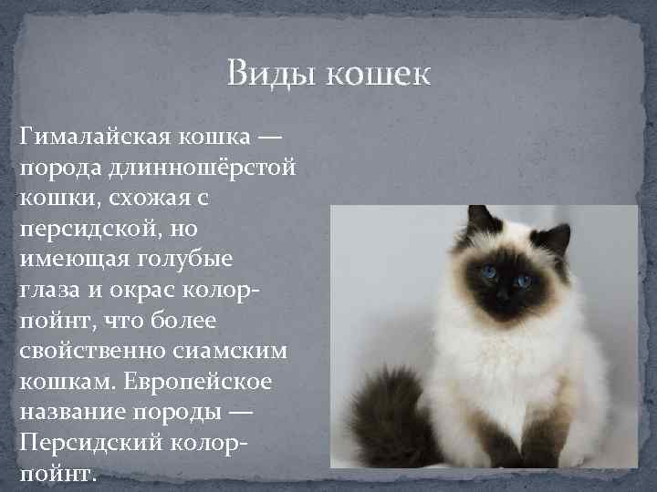 Виды кошек Гималайская кошка — порода длинношёрстой кошки, схожая с персидской, но имеющая голубые