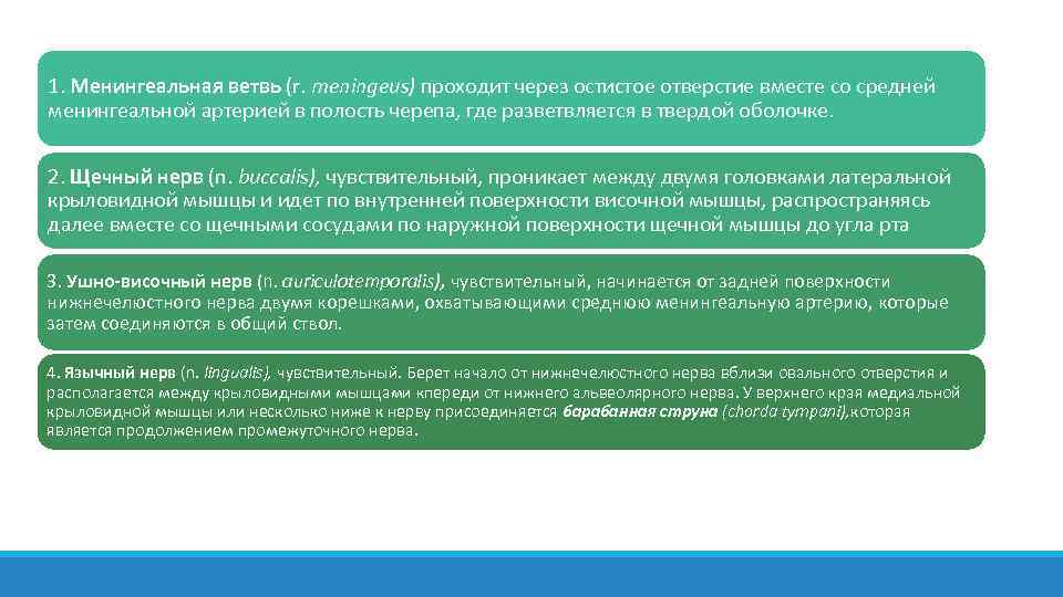 1. Менингеальная ветвь (r. meningeus) проходит через остистое отверстие вместе со средней менингеальной артерией