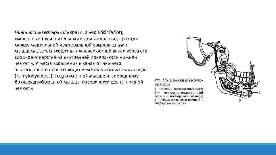 Нижний альвеолярный нерв (п. alveolarisinferior), смешанный (чувствительный и двигательный), проходит между медиальной и латеральной