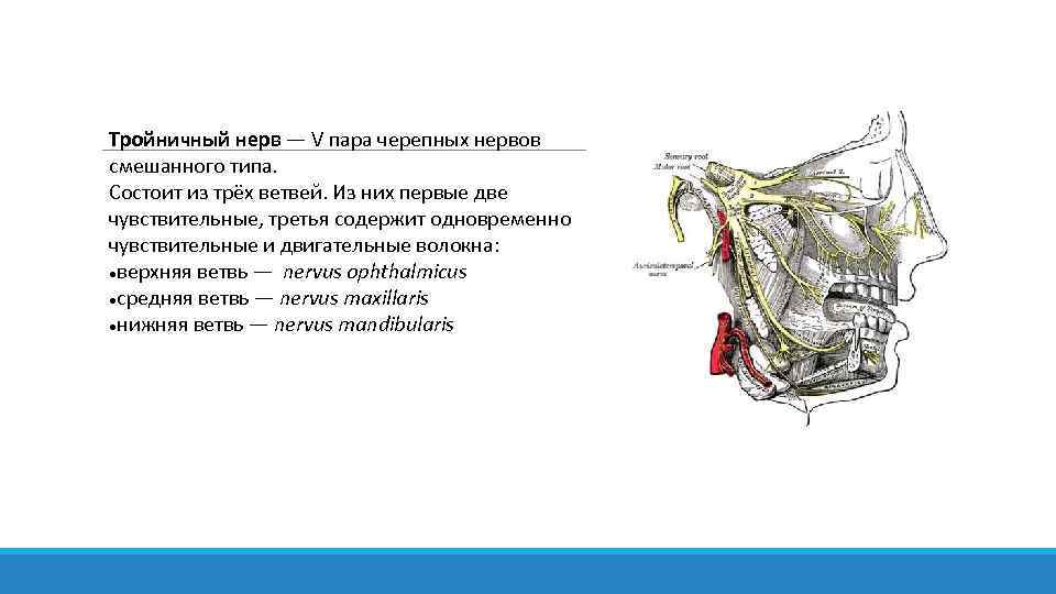 Тройничный нерв — V пара черепных нервов смешанного типа. Состоит из трёх ветвей. Из