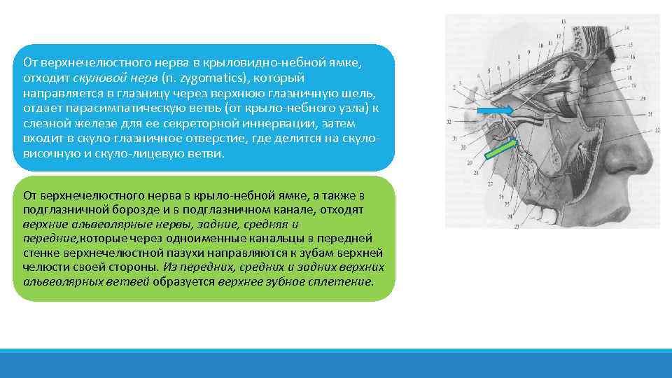 Крыловидно небная ямка сообщения