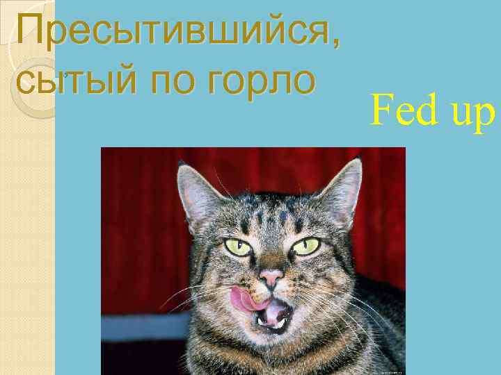 Пресытившийся, сытый по горло Fed up 