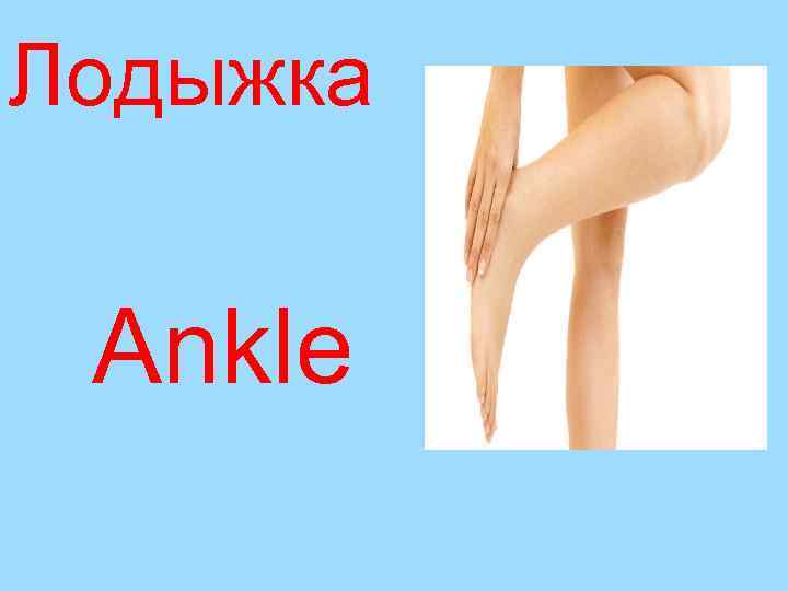 Лодыжка Ankle 