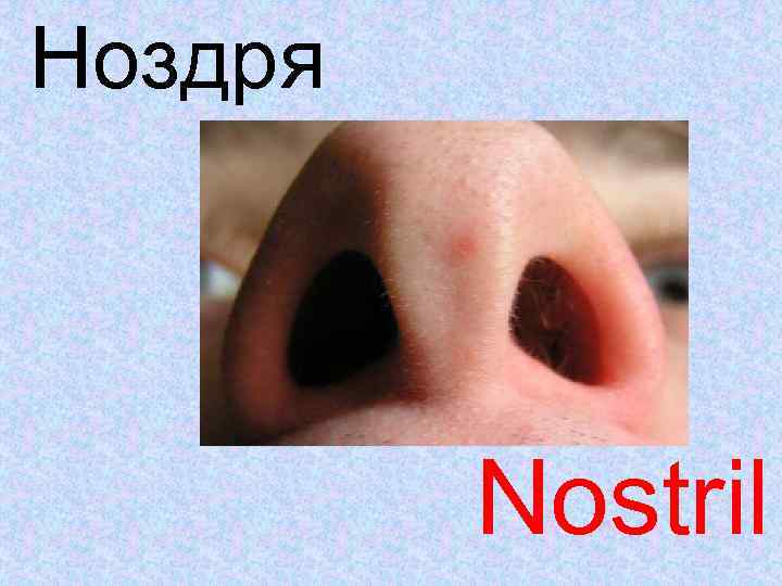 Ноздря Nostril 
