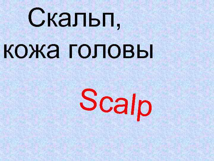 Скальп, кожа головы Scalp 