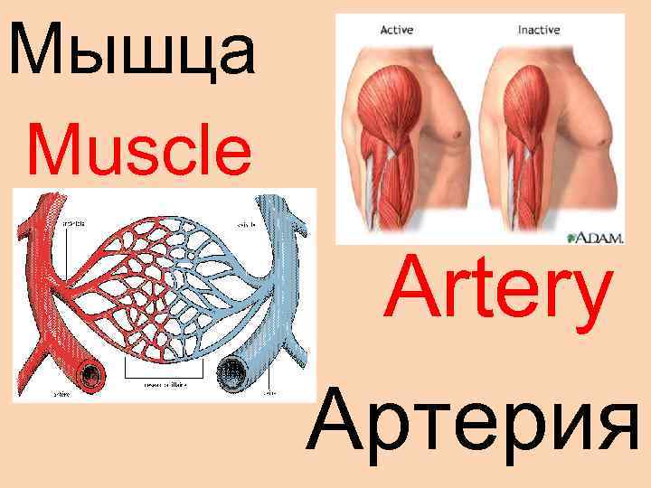 Мышца Muscle Artery Артерия 
