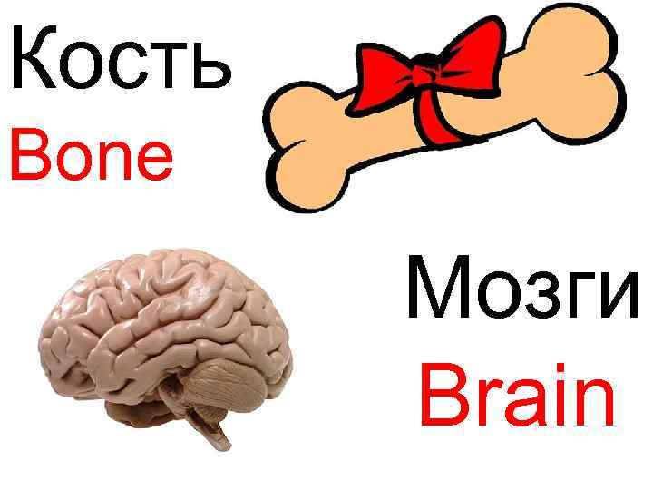 Кость Bone Мозги Brain 