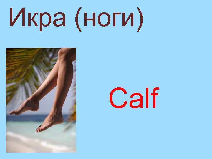 Икра (ноги) Calf 