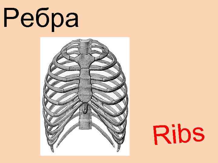 Ребра Ribs 